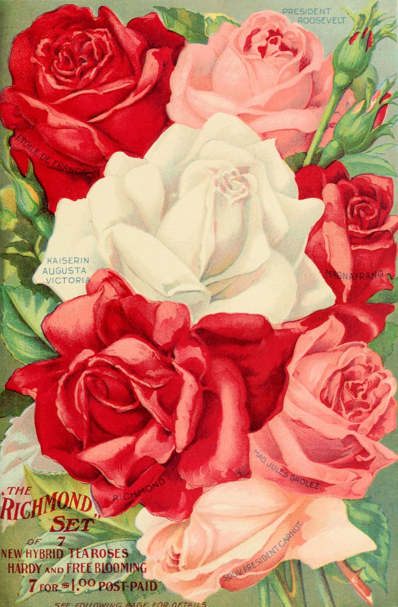 Our New Guide to Rose Culture 1895-1908 The Richmond Set Canvas Art - Unknown (24 x 36)