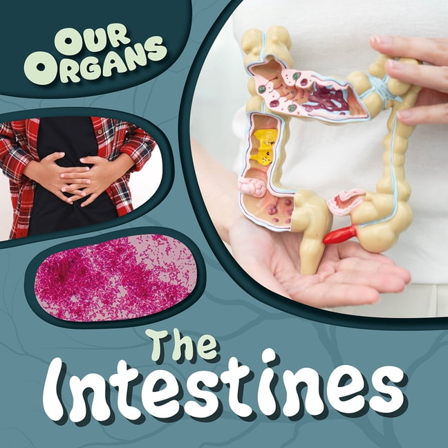 Our Organs The Intestines, (Paperback)
