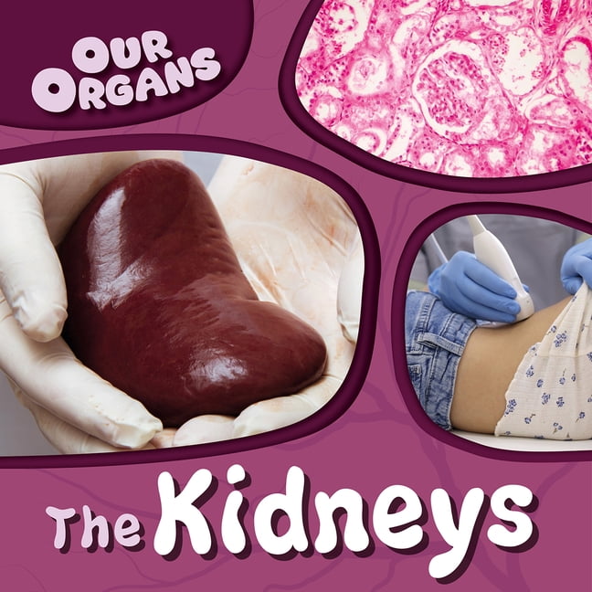 Our Organs The Kidneys, (Paperback)