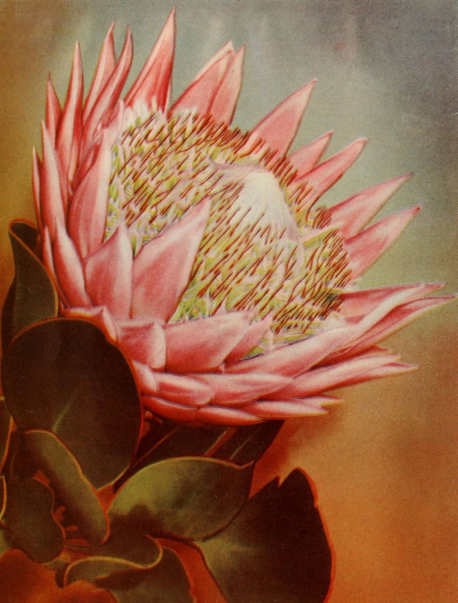 Our South African Flora 1900 Giant Protea Canvas Art - Unknown (24 x 36)