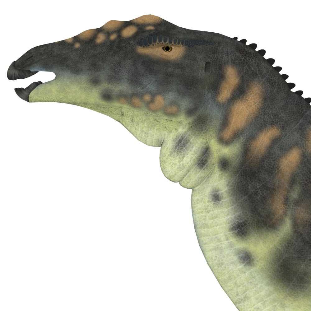 Ouranosaurus dinosaur head Canvas Art - Corey FordStocktrek Images (29 x 29)