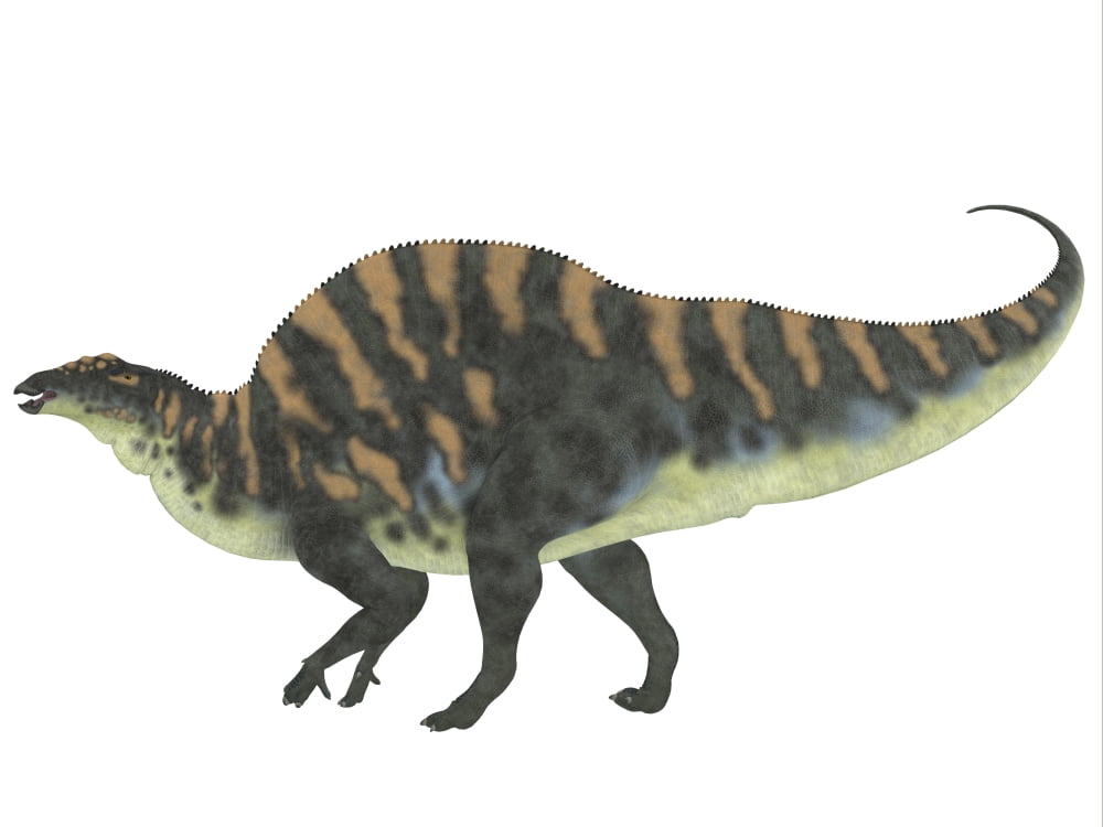 Ouranosaurus dinosaur white background Canvas Art - Corey FordStocktrek Images (17 x 13)