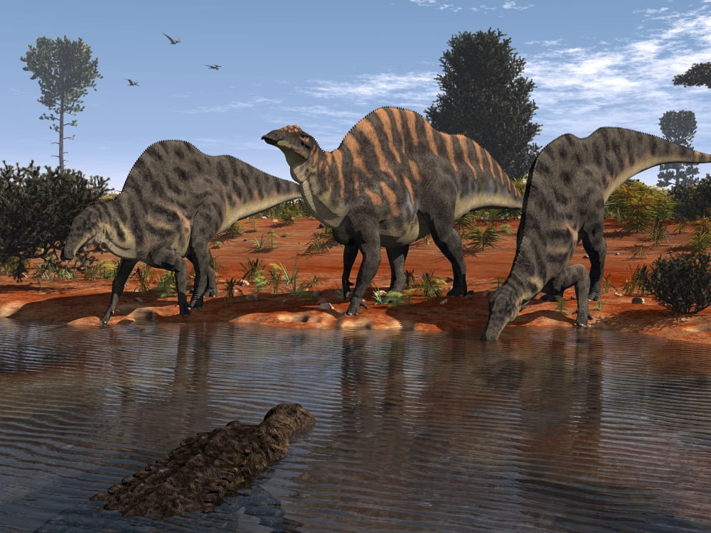 Ouranosaurus drink at a watering hole while a Sarcosuchus floats nearby Canvas Art - Walter MyersStocktrek Images (17 x 13)
