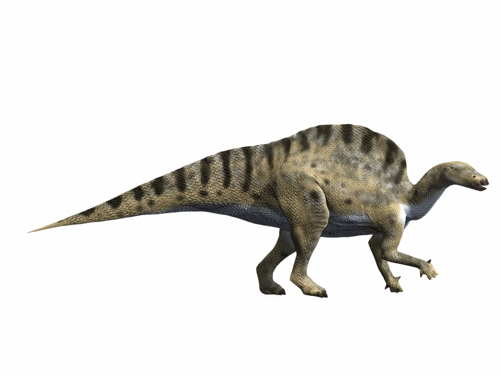 Ouranosaurus nigeriensis Early Cretaceous of Niger Canvas Art - Nobumichi TamuraStocktrek Images (33 x 25)
