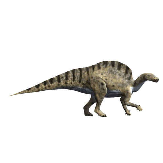 Ouranosaurus nigeriensis Early Cretaceous of Niger Poster Print