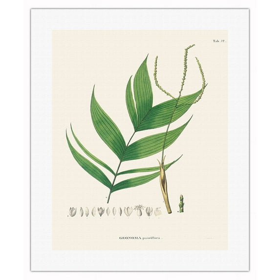 Ouricana Palm Tree Leaf (Geonoma Pauciflora) - Vintage Botanical Illustration by Carl Friedrich Philipp von Martius c.1820s - Fine Art Rolled Canvas Print 16in x 20in