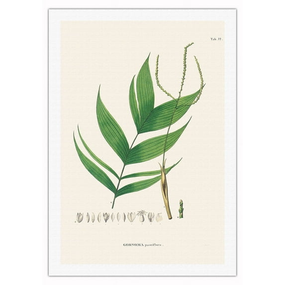 Ouricana Palm Tree Leaf (Geonoma Pauciflora) - Vintage Botanical Illustration by Carl Friedrich Philipp von Martius c.1820s - Fine Art Rolled Canvas Print 27in x 40in