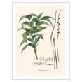 thumbnail image 1 of Ouricana Palm Tree Leaf & Root (Geonoma Pauciflora) - Vintage Botanical Illustration by Carl Friedrich Philipp von Martius c.1820s - Bamboo Fine Art 290gsm Paper Print (Unframed) 24x32in, 1 of 4