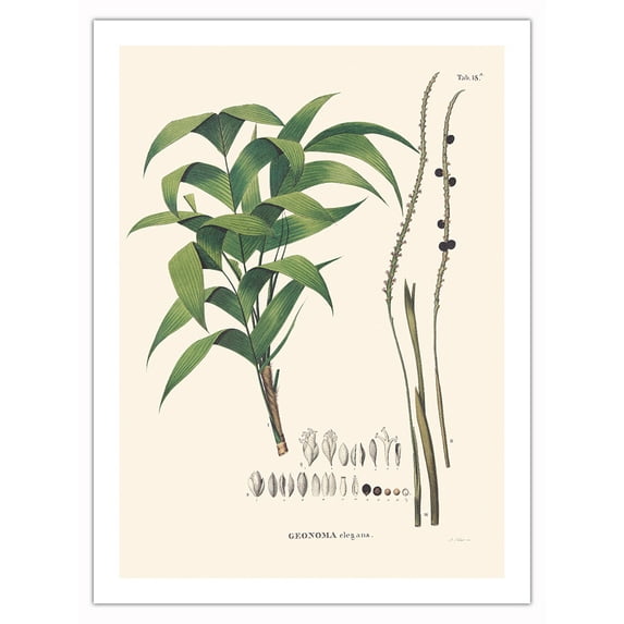 Ouricana Palm Tree Leaf & Root (Geonoma Pauciflora) - Vintage Botanical Illustration by Carl Friedrich Philipp von Martius c.1820s - Bamboo Fine Art 290gsm Paper Print (Unframed) 24x32in
