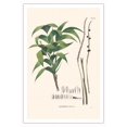 thumbnail image 1 of Ouricana Palm Tree Leaf & Root (Geonoma Pauciflora) - Vintage Botanical Illustration by Carl Friedrich Philipp von Martius c.1820s - Fine Art Matte Paper Print (Unframed) 30x44in, 1 of 4