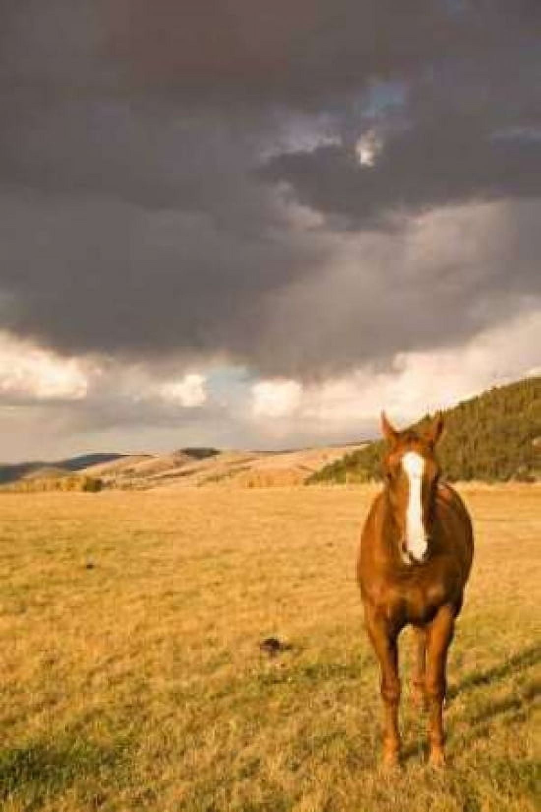 Out in the Pasture II Canvas Art - Karyn Millet (12 x 18)