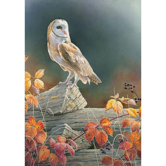 Out of the ShadowsBarn Owl