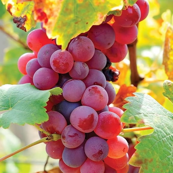 Red Grapevine Growing Kit Catoba Grape Variety, Outdoor Garden Fruit Vine Starter for Planting, Easy Grow Backyard Garden Decor