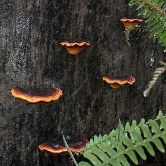 Outdoor Decorative Ganoderma Hanging Set | Resin Lingzhi Mushrooms | Weatherproof Garden Sculpture | Colorful Courtyard Accent | 5-Piece Balcony Landscaping Ornament