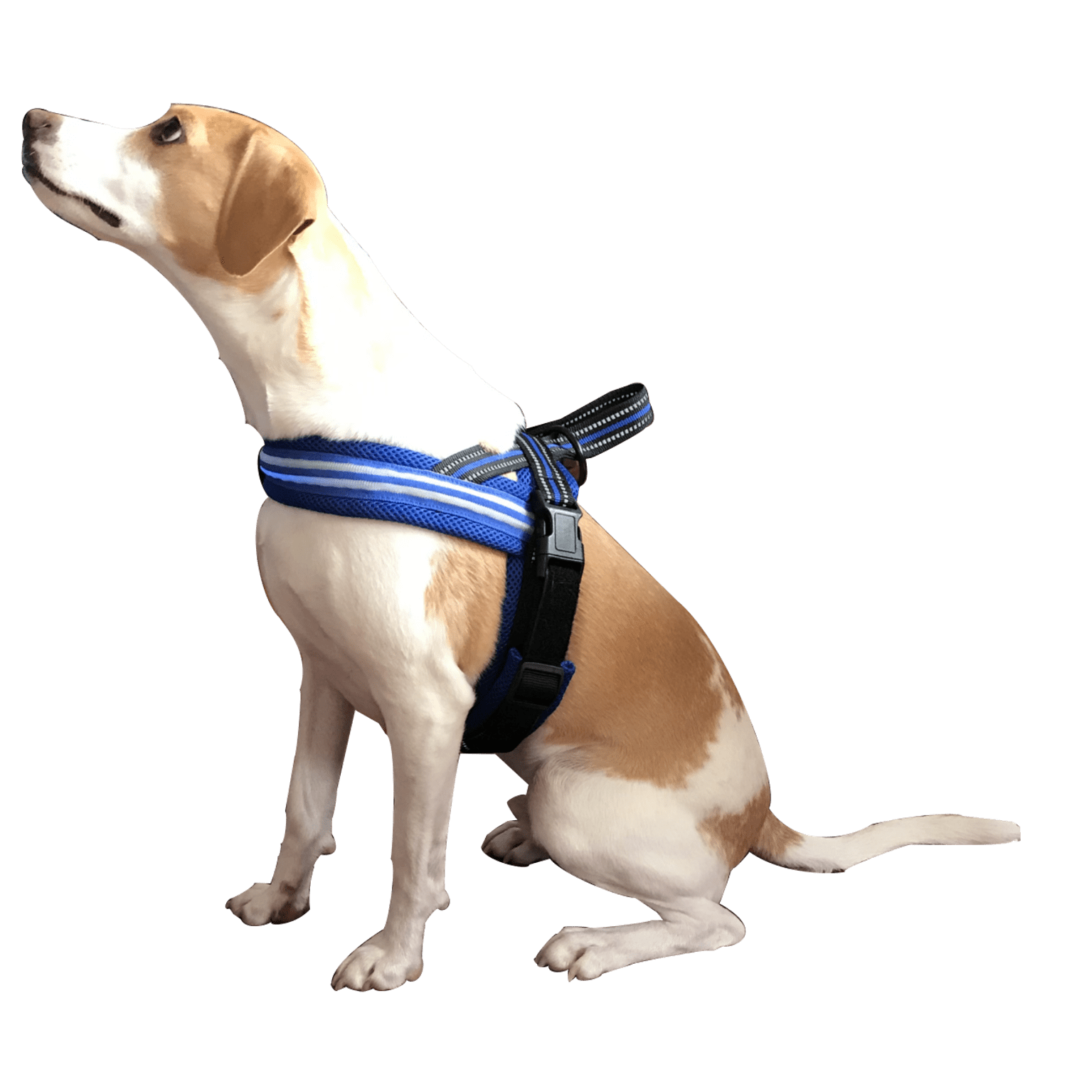 Outdoor Dog Harness with LED chest lights, reflective chest seams, fast slip adjustable clip, no choke / no-pull design for control over extra small (XS), small, medium, large, & extra large(XL) dogs