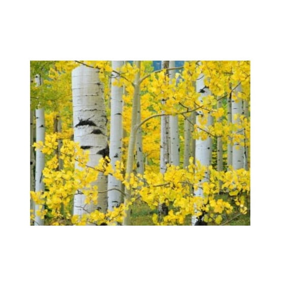 Outdoor Living and Style Yellow and White Aspen Trees Outdoor Canvas Rectangular Wall Art Decor 30"