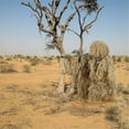 thumbnail image 1 of Kyusrd 5 In 1 Ghillie Suit, 3D Camouflage Hunting Apparel Including Jacket, Pants, Hood, Carry Bag, 1 of 5