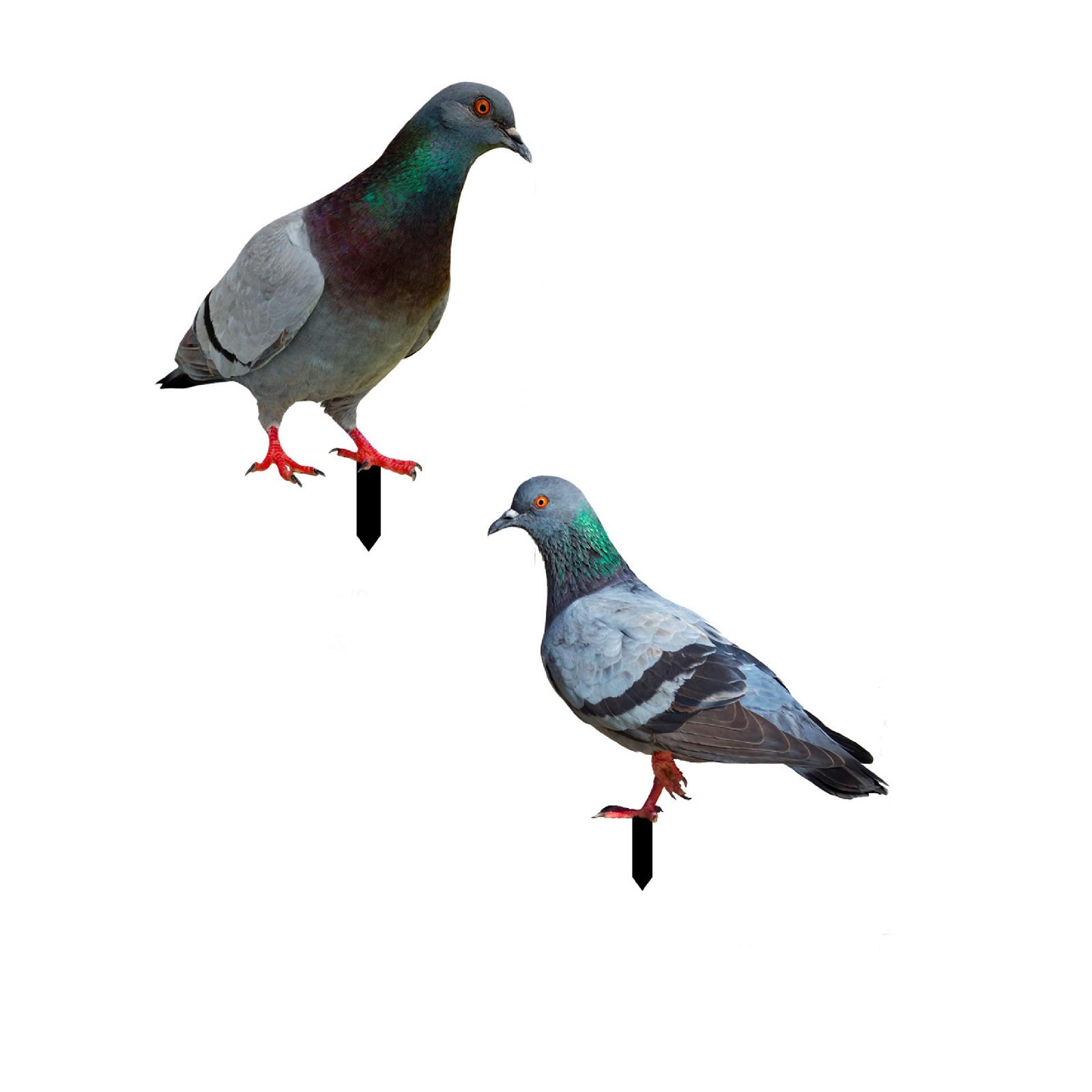 Outdoor Vegetable Garden Signs Garden Wire Fence Trough Feeder for Pigs