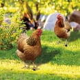 thumbnail image 1 of Outdoor Yard Decorations, Acrylic Chicken Ornament, Lawn Decor, Outdoor Halloween Decorations Yard, 14X20 In, Tan, 1 Pc, 1 of 7