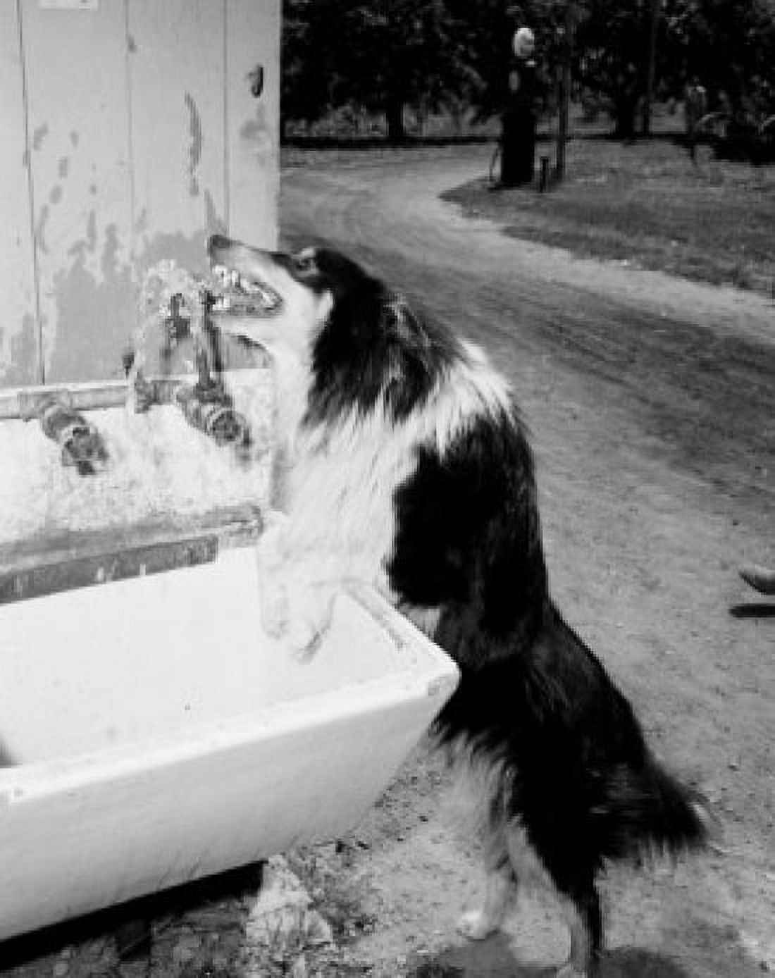 Outdoor shot of dog drinking water from tap Canvas Art - (24 x 36)