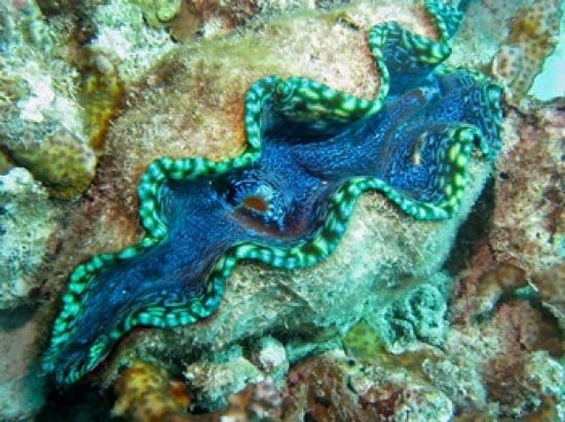 Outlet Siphon Giant Clam Agincourt Reef Great Barrier Reef North Queensland Australia Canvas Art - David Wall DanitaDelimont (24 x 18)