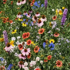 Outsidepride 1/4 lb. Northeast Wild Flower Seed Mix for Northeastern States