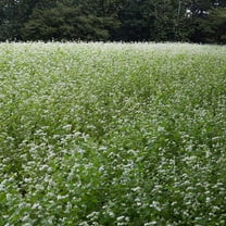 Outsidepride 1 LB Buckwheat Cover Crop Seed, Low Maintenance