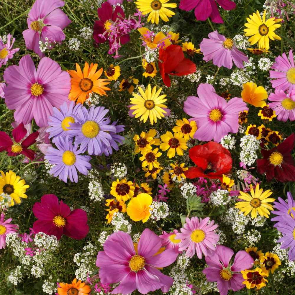 Outsidepride 1 lb. Annual Sun Wild Flower Seed Mix for Sunny Locations