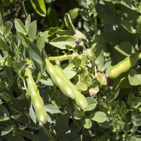 Outsidepride Annual Fava Beans Seeds - 1 lb. High-Protein Forage Legume Seed for Soil Health Improvement, Erosion Control Support, Pollinator Attraction, Cover Crop, Hay, & Deer Food Plots
