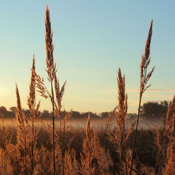 Outsidepride 1 lb. Perennial Andropogon Big Bluestem Warm Season Native Prairie Grass Seed
