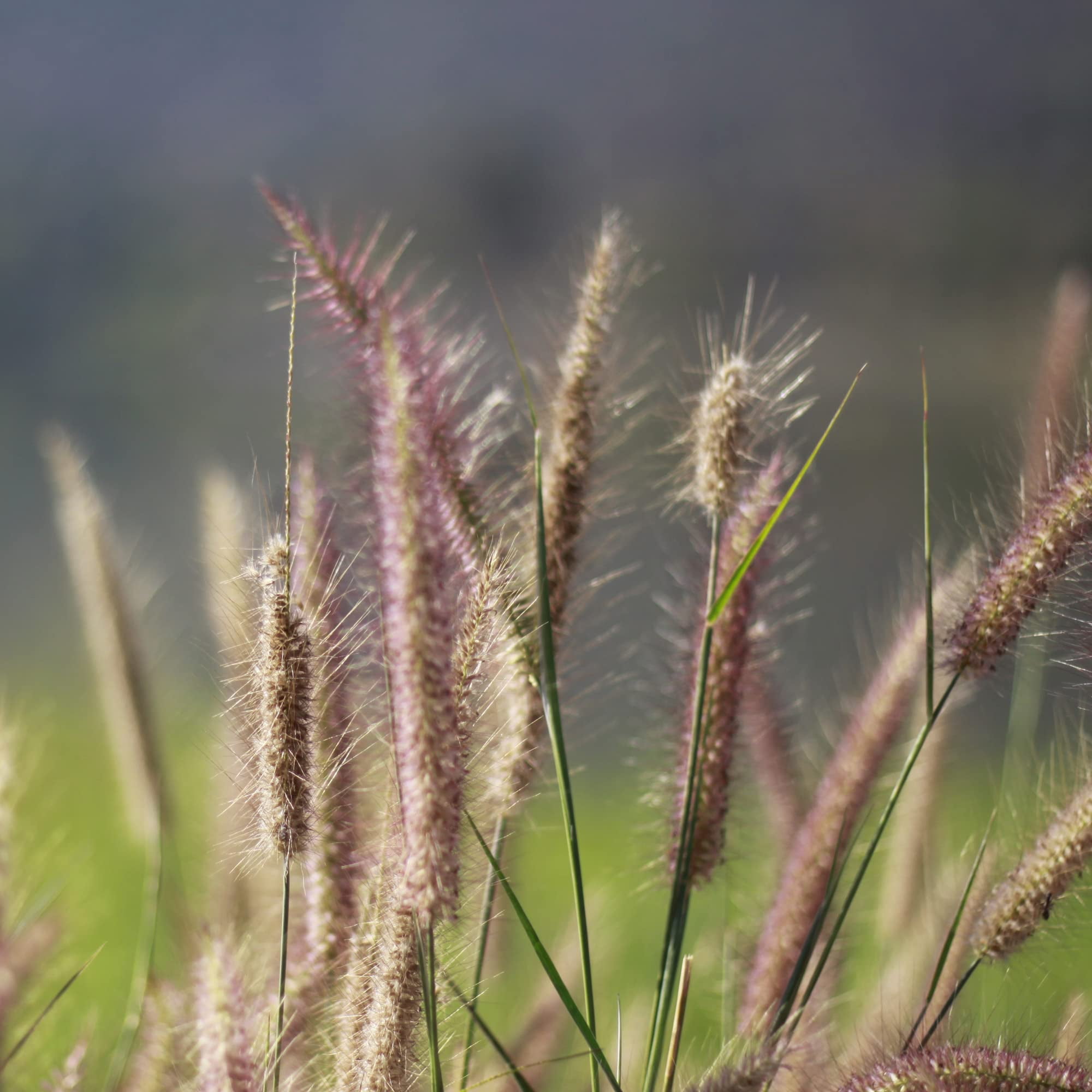 Outsidepride 1 lb. Perennial Northeast Native Grass Seed Mix of Warm & Cool Season Grasses