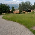 thumbnail image 1 of Outsidepride 1 lb. Perennial Short Native Grass Seed Mix of Blue Grama, Buffalo, Sideoats Grama, & Sheeps Fescue, 1 of 5
