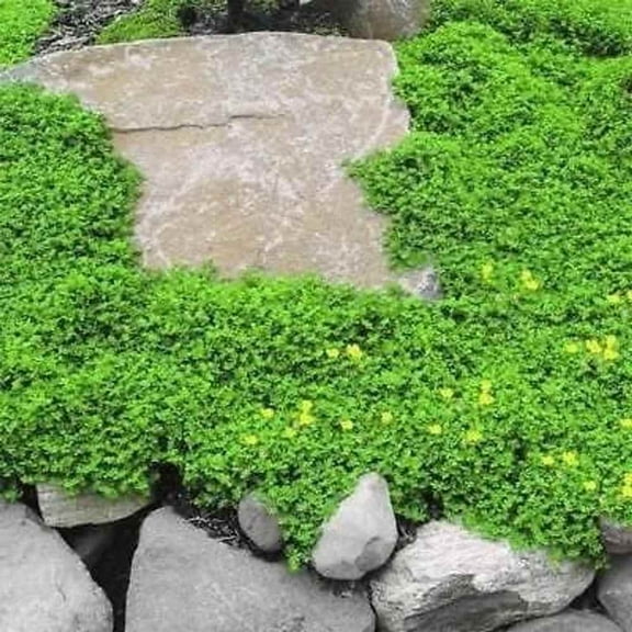 Outsidepride 10,000 Herniaria Glabra Green Carpet Ground Cover Seeds
