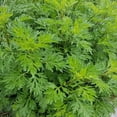 thumbnail image 1 of Outsidepride 10,000 Mugwort Artemisia Vulgaris Herb Garden Plant Seeds, 1 of 5