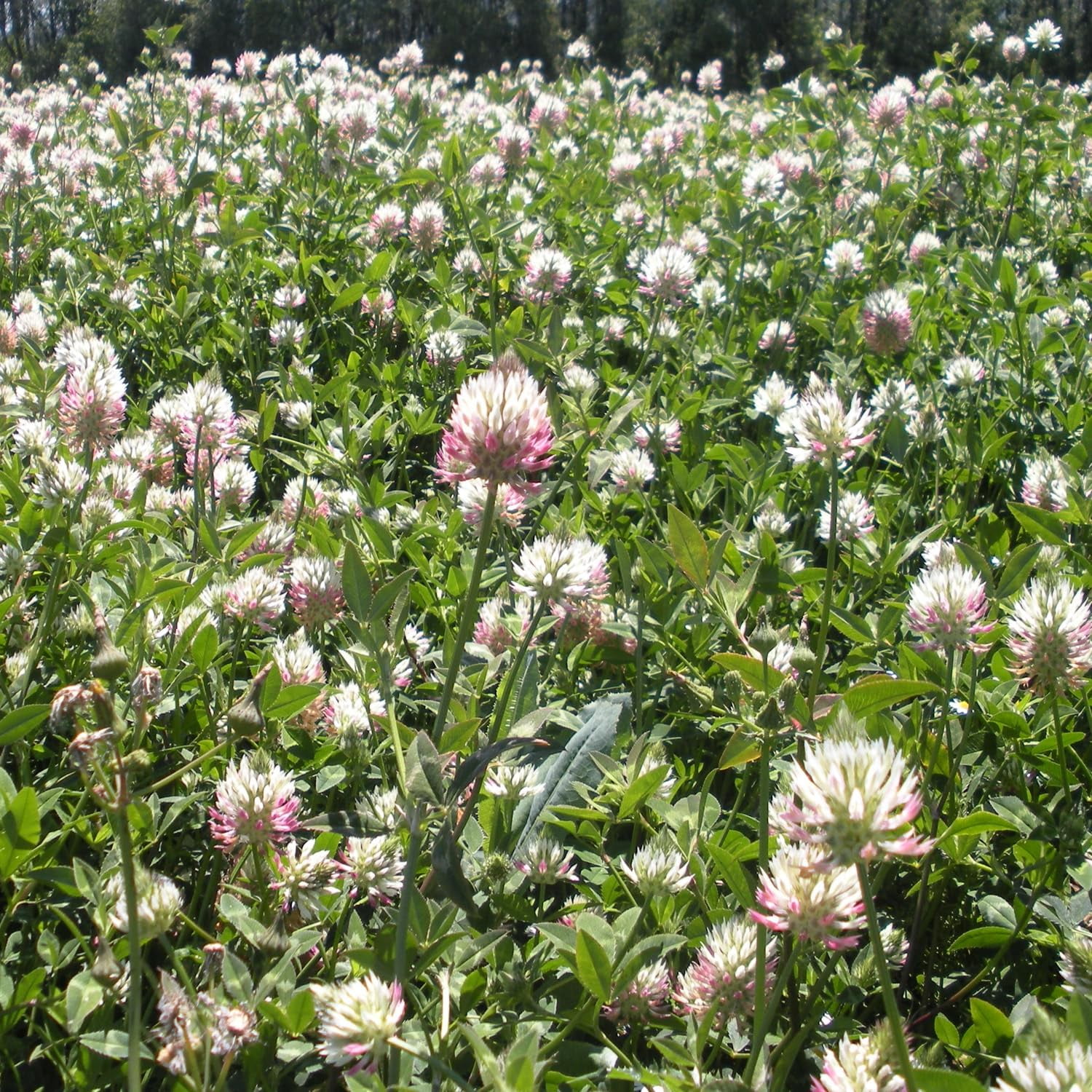 Outsidepride 10 lb. Annual Arrowleaf Clover Seed for Forage, Hay, Greenchop, & Grazing