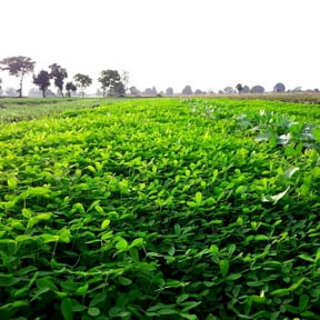 Outsidepride Annual Berseem Clover Seeds for Lawn - 10 lbs. High-Yield, Fast-Growing Clover Cover Crop Seeds for Food Plots, Cattle Forage & Nitrogen-Rich Ideal for Pastures & Soil Improvement
