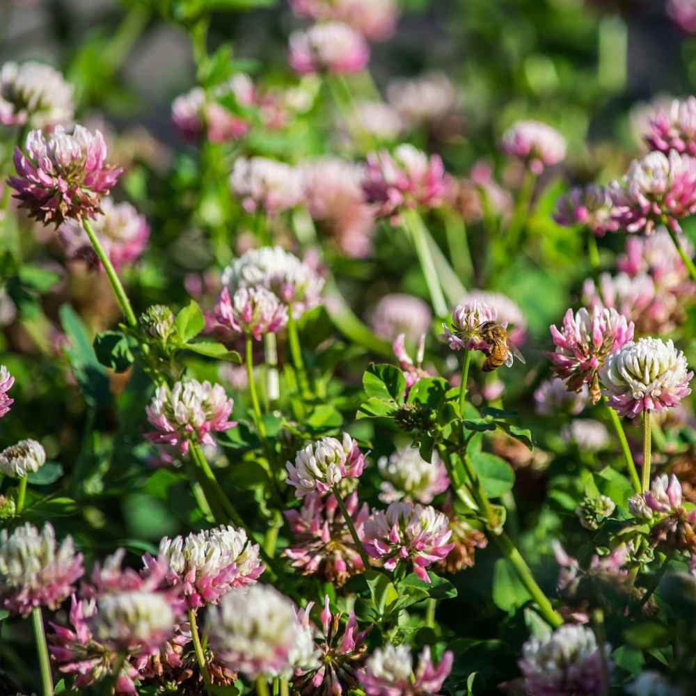 Outsidepride 10 lb. Biennial Alsike Clover Seed for Forage, Hay, Greenchop, & Grazing