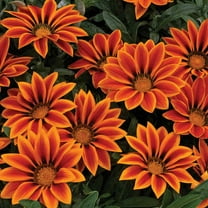 Outsidepride 100 Gazania Kiss Orange Plant Seeds, Heat Tolerant