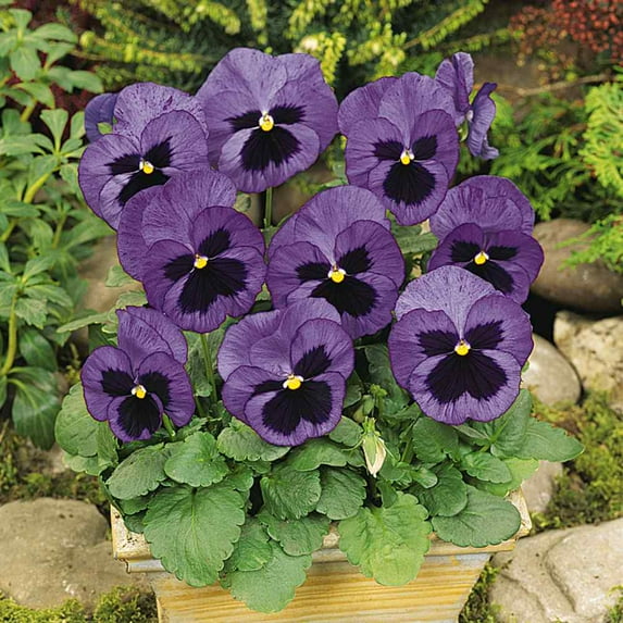 Outsidepride 100 Pansy Matrix Ocean Seeds, Raw Primed