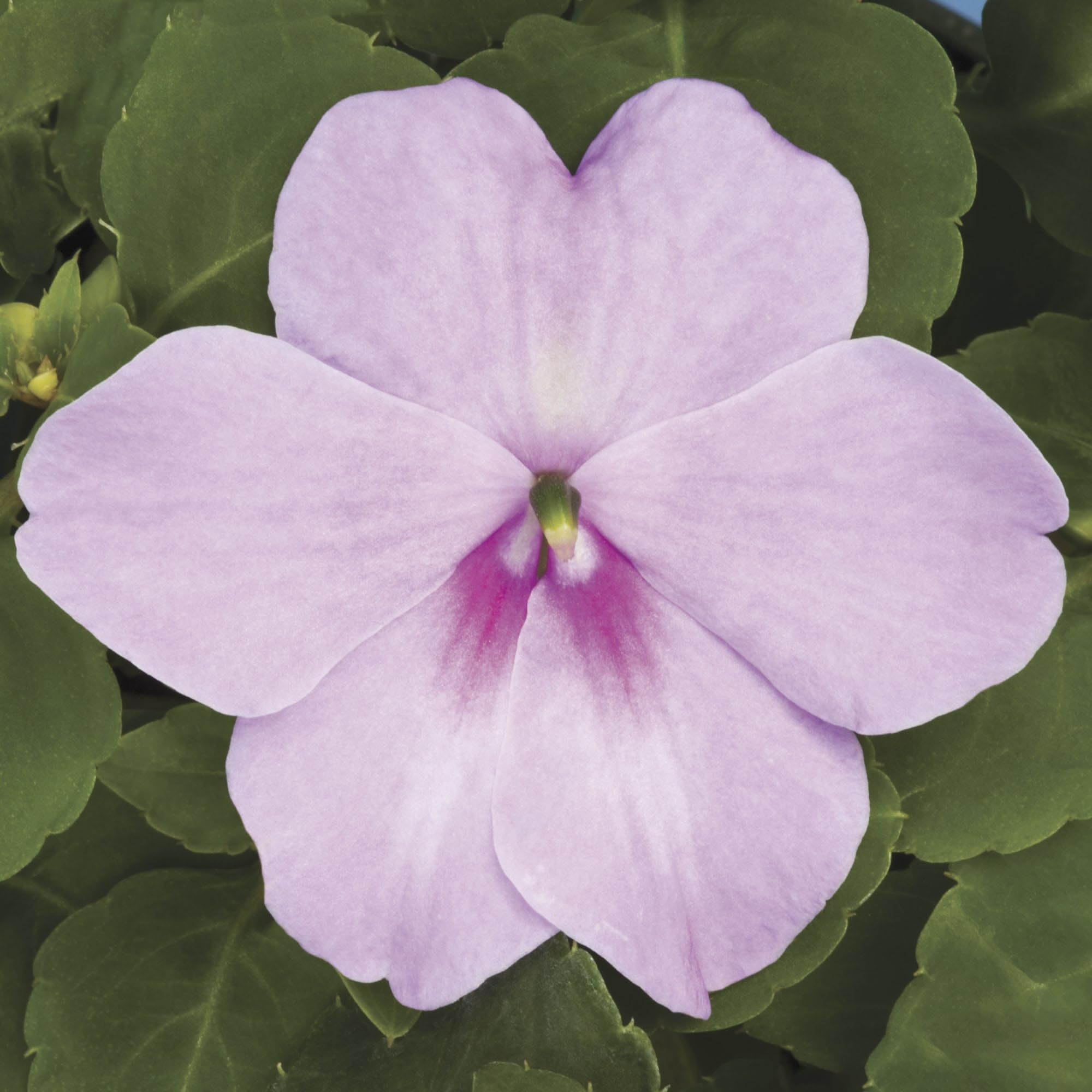 Outsidepride 100 Seeds Impatiens MMF7 Plant Lavender Shade Garden