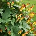 Outsidepride 100 Seeds Perennial DHF10 Mina Lobata Firecracker ...