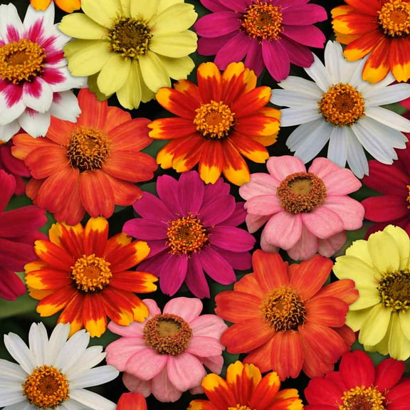 Outsidepride 100 Zinnia Zahara Mix Flower Seeds, Attracts Bees