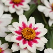 Outsidepride 100 Zinnia Zahara Rose Starlight Flower Seeds, Attracts Bees and Butterflies