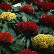 Outsidepride 1000 Cockscomb Plant Seeds, Vibrant Colors