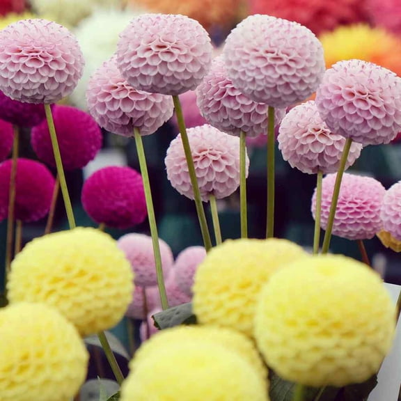 Outsidepride 1000 Dahlia Variabilis Plant Seeds, Bright Color Mix