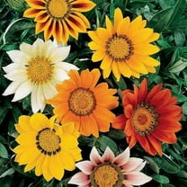 Outsidepride 1000 Gazania Splendens Plant Seeds