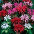 thumbnail image 1 of Outsidepride 1000 Monarda Didyma Bee Balm Flower Seed, 1 of 2