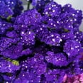 Outsidepride 1000 Seeds Annual DHF10 Limonium Purple Statice Flower