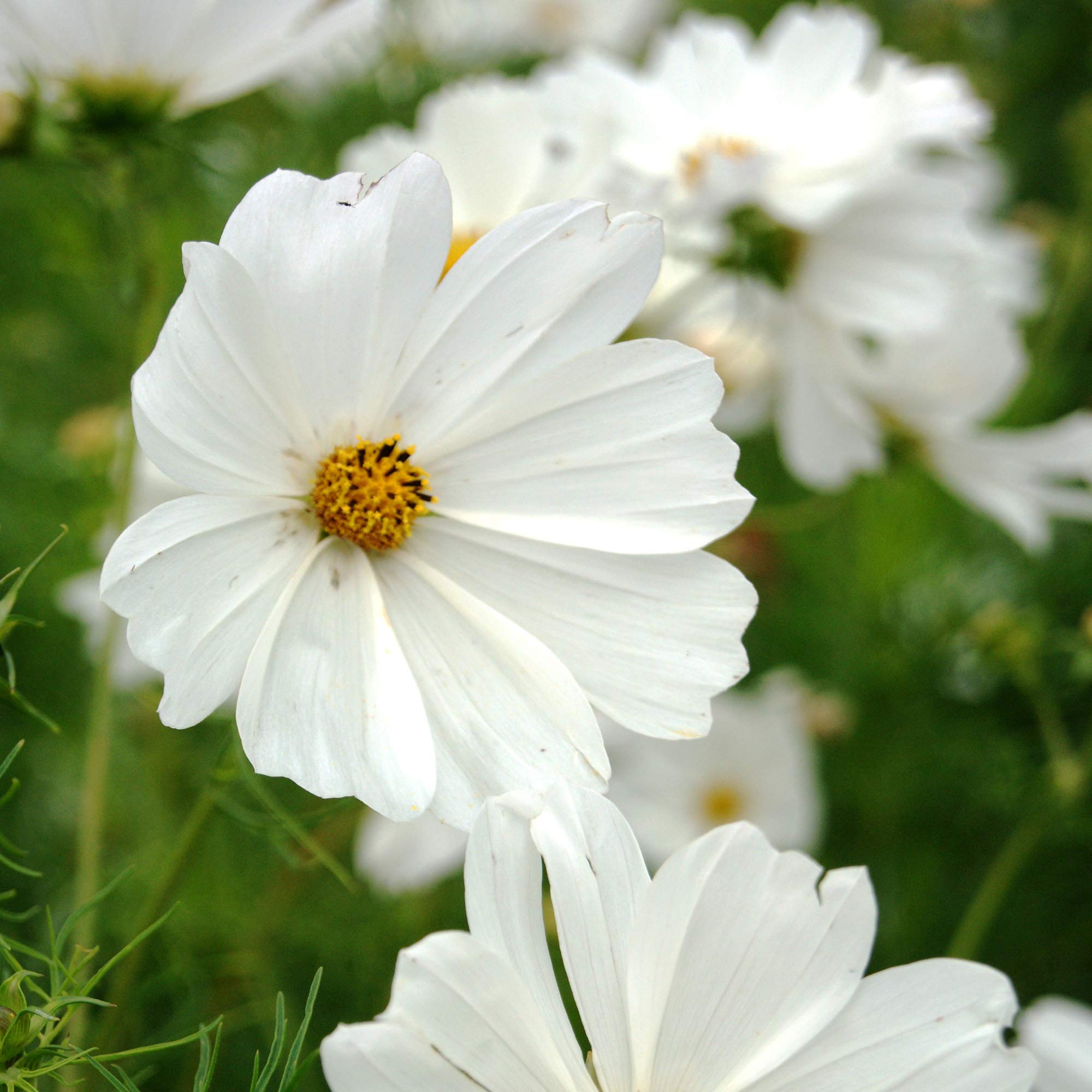 Outsidepride 1000 Seeds Annual OIF8 Cosmos Bipannatus White Purity Cut