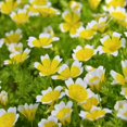 Outsidepride 1000 Seeds Limnanthes OIF8 Douglasii Poached Egg Plant